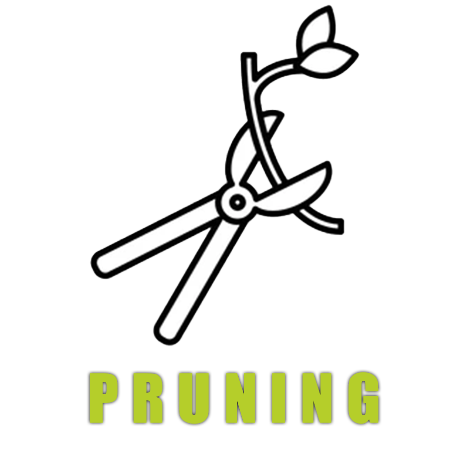 CT Tree Felling Pruning